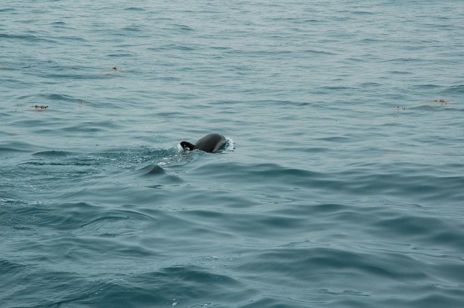 191   30 01   Kaikoura